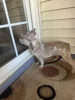 Dog #001, a male French Bulldog for sale in Inman, SC – Photo 3 of 10