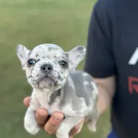 Dog #001, a male French Bulldog for sale in Inman, SC – Photo 9 of 10