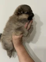 Pom#1, a female Pomeranian for sale in Inman, SC – 2 of 5