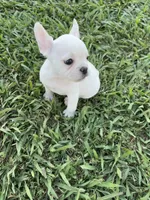 Luna, a female French Bulldog for sale in Merced, CA – 6 of 7