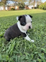 Bella, a female Boston Terrier for sale in Merced, CA – 4 of 6