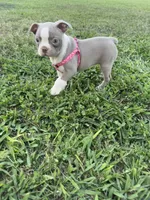 Stacy, a female Boston Terrier for sale in Merced, CA – 2 of 10