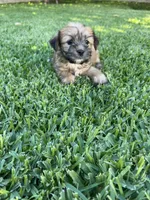 Bella, a female Shih Tzu and Yorkshire Terrier for sale in Merced, CA – 2 of 4