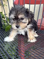 Bailey , a female Shih Tzu and Yorkshire Terrier for sale in Merced, CA – 6 of 7