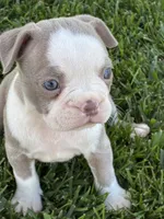Mia, a female Boston Terrier for sale in Merced, CA – 3 of 4