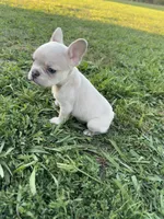 Charlie , a male French Bulldog for sale in Merced, CA – 4 of 9