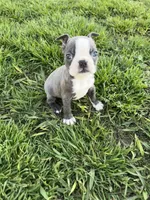 Charlie , a male Boston Terrier for sale in Merced, CA – Photo 3 of 5