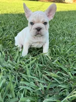 Milo, a male French Bulldog for sale in Merced, CA – 8 of 9