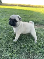 Pugsley, a male Pug for sale in Merced, CA – 3 of 6