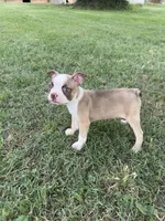 Rocky , a male Boston Terrier for sale in Merced, CA – 4 of 4
