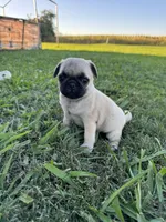 Pugsley, a male Pug for sale in Merced, CA – 5 of 6