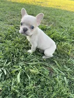 Charlie , a male French Bulldog for sale in Merced, CA – 1 of 9
