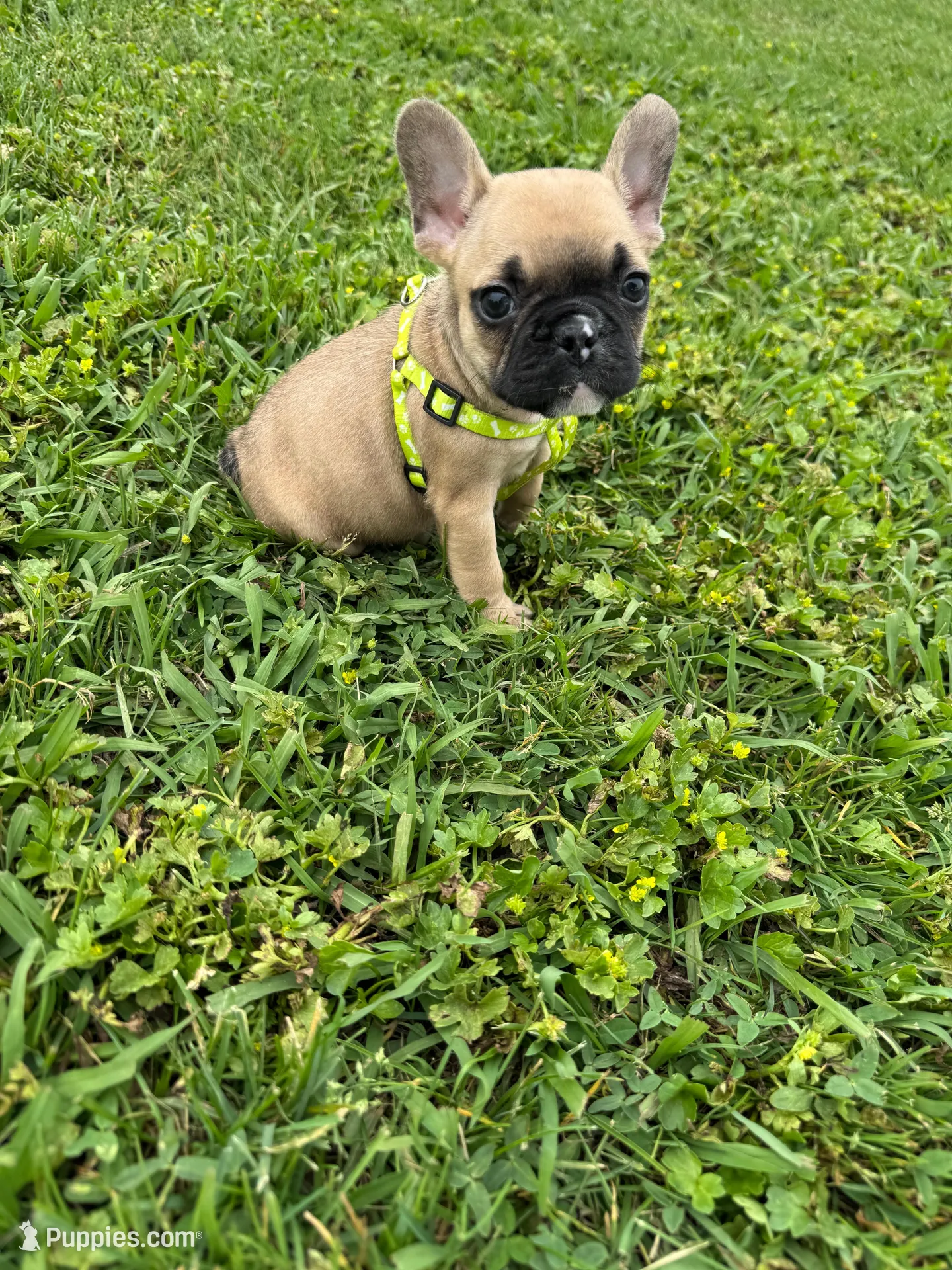 Bingo, a male French Bulldog for sale in Merced, CA – Photo 1 of 10