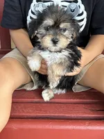 Bailey , a female Shih Tzu and Yorkshire Terrier for sale in Merced, CA – 4 of 7