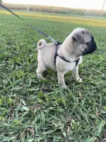Pugsley, a male Pug for sale in Merced, CA – 3 of 5