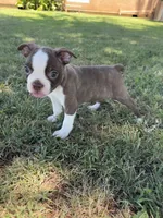 Bingo, a male Boston Terrier for sale in Merced, CA – 4 of 6