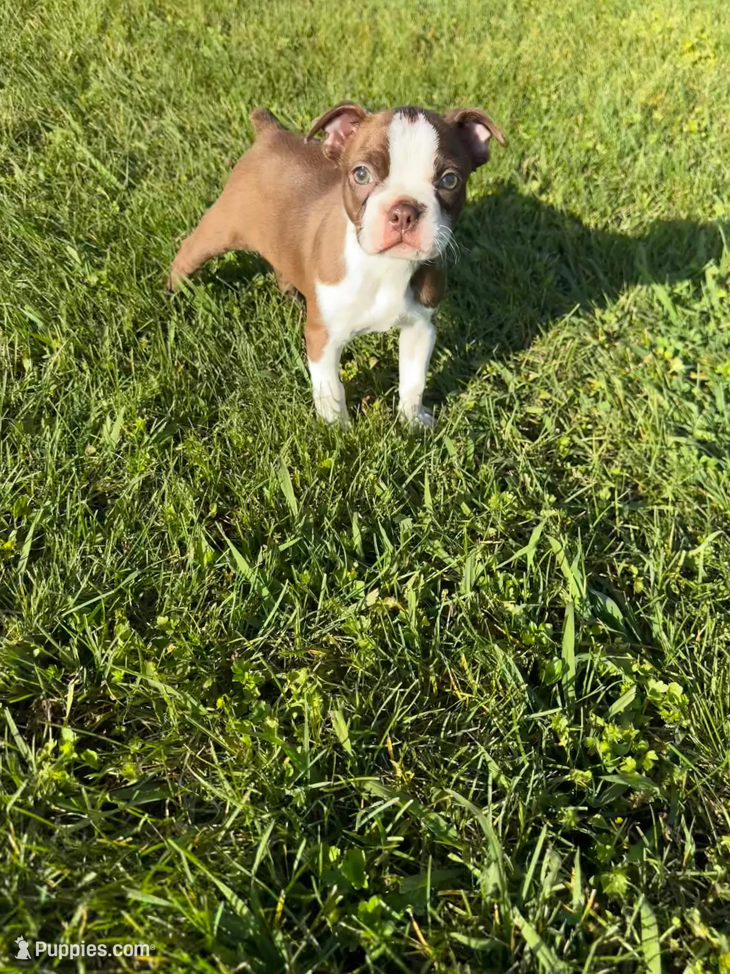 Bailey , a female Boston Terrier for sale in Merced, CA – Photo 5 of 10