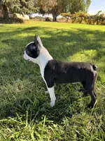 Bandit , a male Boston Terrier for sale in Merced, CA – 6 of 8