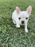 Luna, a female French Bulldog for sale in Merced, CA – 3 of 7
