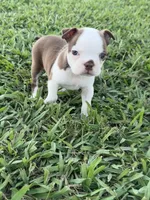 Roxie , a female Boston Terrier for sale in Merced, CA – 2 of 8