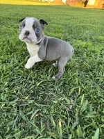 Bluey , a male Boston Terrier for sale in Merced, CA – Photo 4 of 5