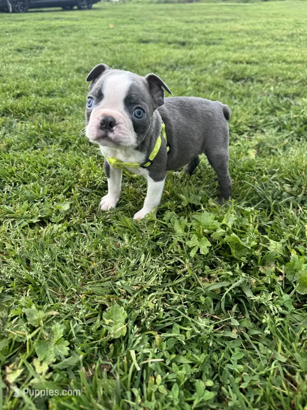 Bluey  – Boston Terrier puppy for sale in Merced, CA