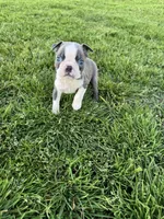 Bluey , a male Boston Terrier for sale in Merced, CA – Photo 5 of 5