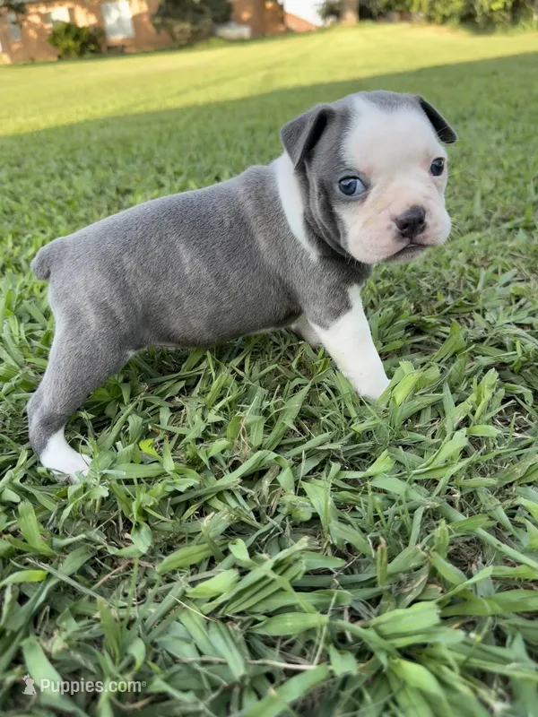 Skye – Boston Terrier puppy for sale in Merced, CA