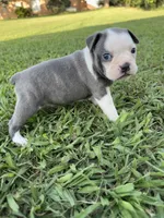 Skye, a female Boston Terrier for sale in Merced, CA – 1 of 5
