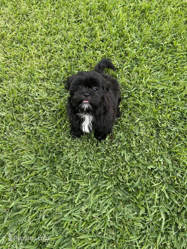 Teddy – Shih Tzu puppy for sale in Merced, CA
