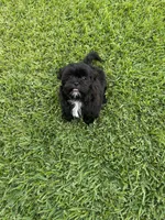 Teddy, a male Shih Tzu for sale in Merced, CA – 1 of 5
