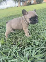 Bingo, a male French Bulldog for sale in Merced, CA – Photo 4 of 9