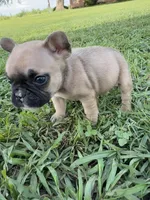 Bingo, a male French Bulldog for sale in Merced, CA – Photo 2 of 9