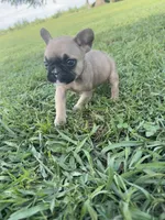Bingo, a male French Bulldog for sale in Merced, CA – Photo 5 of 9