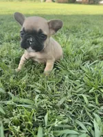 Bingo, a male French Bulldog for sale in Merced, CA – Photo 3 of 9