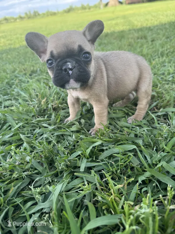 Bingo – French Bulldog puppy for sale in Merced, CA
