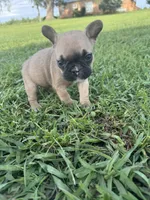 Bingo, a male French Bulldog for sale in Merced, CA – Photo 7 of 9