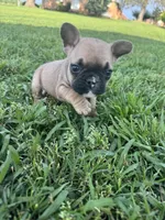 Bingo, a male French Bulldog for sale in Merced, CA – Photo 6 of 9