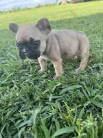 Bingo, a male French Bulldog for sale in Merced, CA – Photo 8 of 9