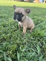 Bingo, a male French Bulldog for sale in Merced, CA – Photo 9 of 9