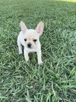 Daisy, a female French Bulldog for sale in Merced, CA – 4 of 7