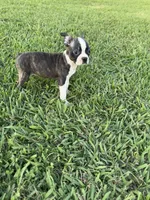 Lola, a female Boston Terrier for sale in Merced, CA – 4 of 7