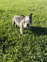 Skye , a female Boston Terrier for sale in Merced, CA – Photo 3 of 6