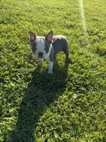 Skye , a female Boston Terrier for sale in Merced, CA – Photo 2 of 6