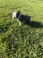 Skye , a female Boston Terrier for sale in Merced, CA – Photo 6 of 6