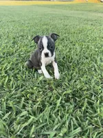 Lola, a female Boston Terrier for sale in Merced, CA – 3 of 6