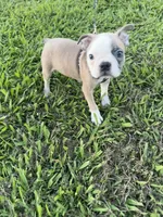 Bandit , a male Boston Terrier for sale in Merced, CA – 3 of 7