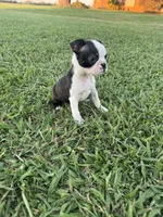 Bailey, a female Boston Terrier for sale in Merced, CA – 6 of 8