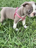 Nova , a female Boston Terrier for sale in Merced, CA – 3 of 9