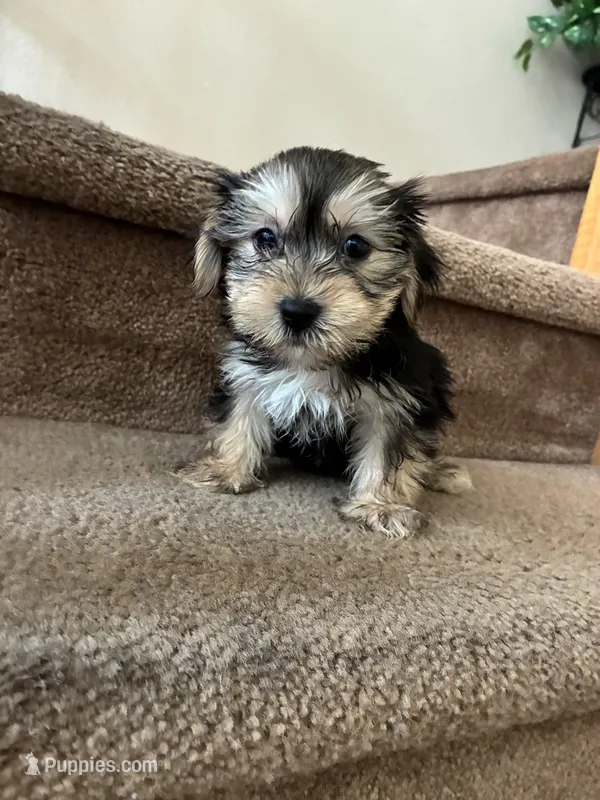Max  – Shih Tzu, Yorkshire Terrier puppy for sale in Merced, CA